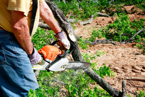 Best Tree Disease Treatment  in Gilbert, MN